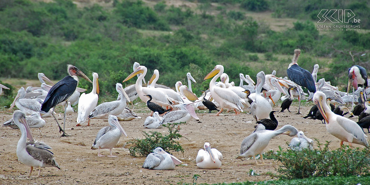 Queen Elizabeth - Pelikanen en een maraboe's De oevers zitten vol vogels zoals aalscholvers, pelikanen en maraboe's. Stefan Cruysberghs
